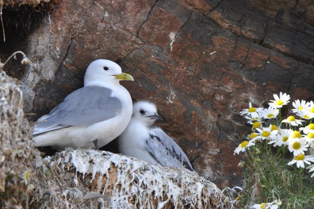 Mouette tridactyle / Black-legged Kittiwake